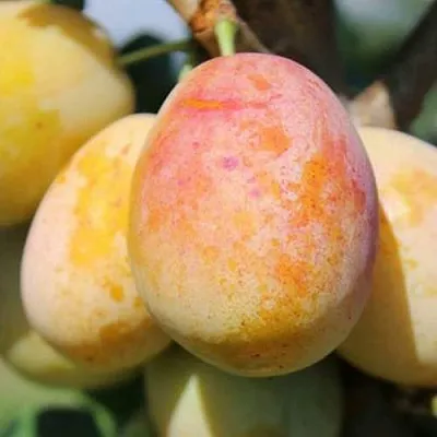 АПРИМИРА  АПРИМИРА в Реутове