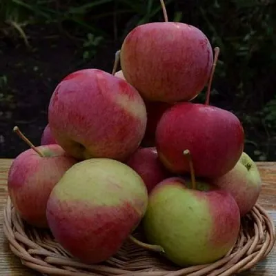 Яблоня РОДНИКОВАЯ  Яблоня РОДНИКОВАЯ в Реутове