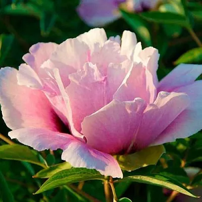 Пион ВРАТА ХРАМА древовидный   Пион ВРАТА ХРАМА древовидный  в Реутове