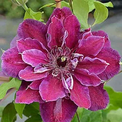 Клематис МАЙ БЬЮТИ  Клематис МАЙ БЬЮТИ в Реутове