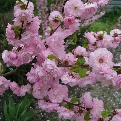 Миндаль ТРЁХЛОПАСТНЫЙ (луизеания)  Миндаль ТРЁХЛОПАСТНЫЙ (луизеания) в Реутове