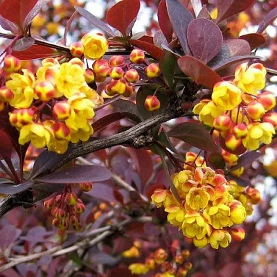 Барбарис СУПЕРБА оттавский   Барбарис СУПЕРБА оттавский  в Реутове