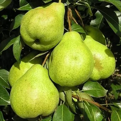 Груша АВГУСТОВСКАЯ РОСА  Груша АВГУСТОВСКАЯ РОСА в Реутове