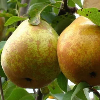 Груша БЕЛОРУСКА  Груша БЕЛОРУСКА в Реутове