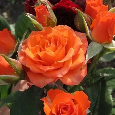 Саженцы роз АЛЕГРИЯ спрей  Саженцы роз АЛЕГРИЯ спрей в Реутове