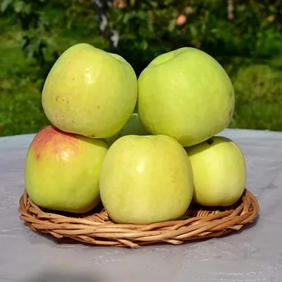 Яблоня БИРСКОЕ ГРУШЕВОЕ (БИЧИК)  Яблоня БИРСКОЕ ГРУШЕВОЕ (БИЧИК) в Реутове