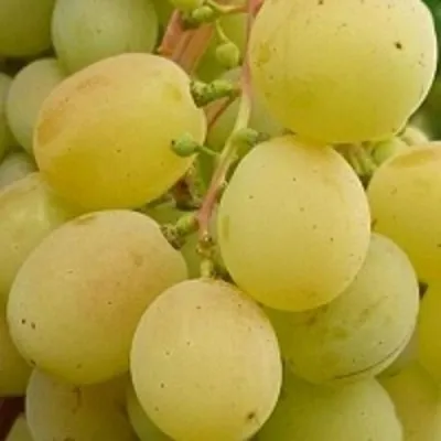 Виноград ТАЛИСМАН в Реутове