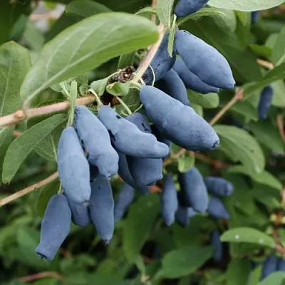 Жимолость съедобная ТОМИ японская в Реутове