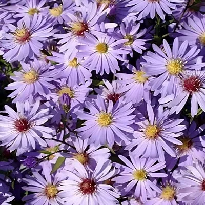 Астра БЛЮ ХЕВЕН сердцелистная в Реутове