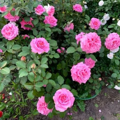 Саженцы роз ЭШЛИ чайно-гибридная — описание сорта Саженцы роз ЭШЛИ чайно-гибридная в Реутове