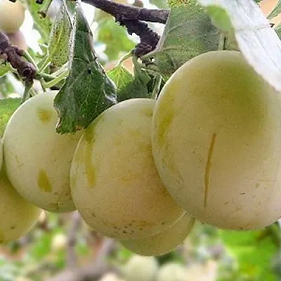 Слива УТРО  Слива УТРО в Реутове