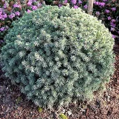 Ель ЭХИНИФОРМИС сизая  Ель ЭХИНИФОРМИС сизая в Реутове