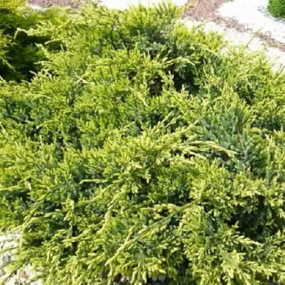 Можжевельник ГОЛД СТАР средний  Можжевельник ГОЛД СТАР средний в Реутове