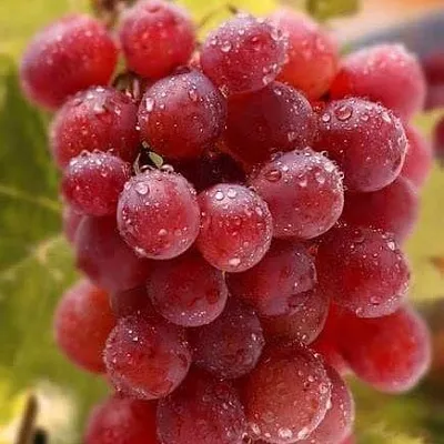 Ранние сорта в Реутове