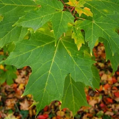 Клен сахарный  Клен сахарный в Реутове