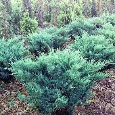Можжевельник БЛЮ ДАНУБ казацкий  Можжевельник БЛЮ ДАНУБ казацкий в Реутове