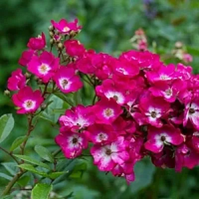 Саженцы роз МАРДЖОРИ ФЕЙР полиантовая  Саженцы роз МАРДЖОРИ ФЕЙР полиантовая в Реутове