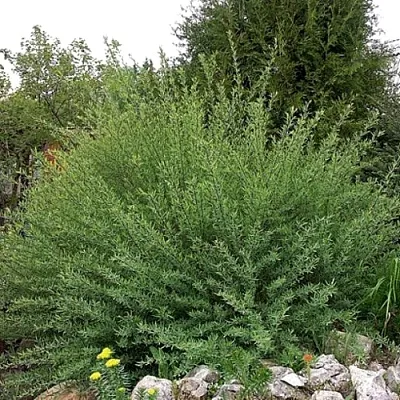 Ива НАНА  пурпурная   Ива НАНА  пурпурная  в Реутове