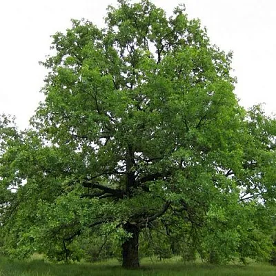 Дуб черешчатый   Дуб черешчатый  в Реутове