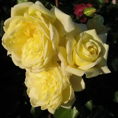 Саженцы роз КАЗИНО плетистая  Саженцы роз КАЗИНО плетистая в Реутове