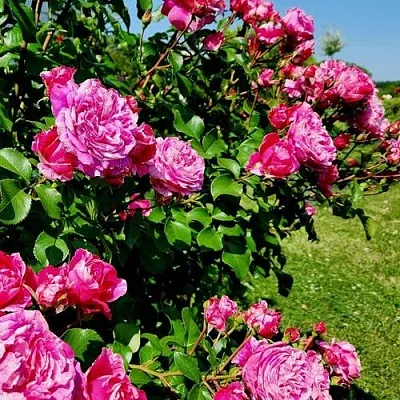 Саженцы роз ИНЕС САСТР плетистая  Саженцы роз ИНЕС САСТР плетистая в Реутове