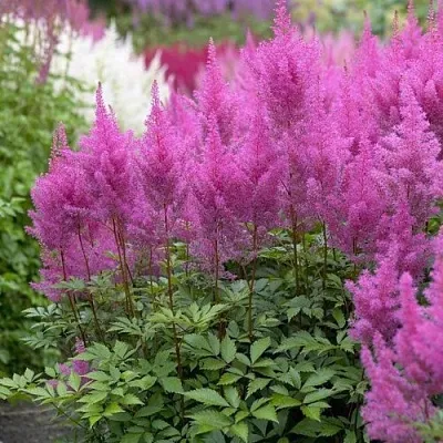 Астильба АМЕТИСТ Арендса в Реутове