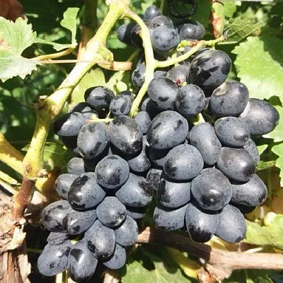 Виноград КИШМИШ АТТИКА в Реутове