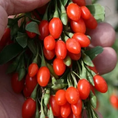 Годжи КОРЕАН БИГ — описание сорта Годжи КОРЕАН БИГ в Реутове