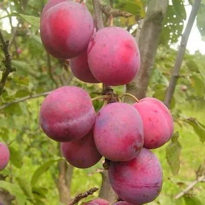 Слива ЭДИНБУРГСКАЯ  Слива ЭДИНБУРГСКАЯ в Реутове