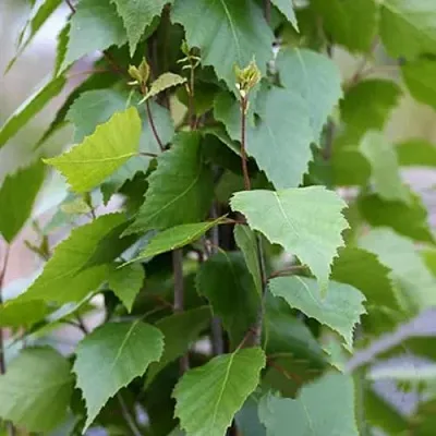 Береза ФАСТИГИАТА повислая   Береза ФАСТИГИАТА повислая  в Реутове