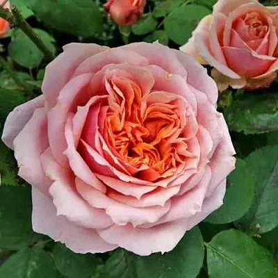 Саженцы роз ПОЛЬ БОКЮЗ шраб  Саженцы роз ПОЛЬ БОКЮЗ шраб в Реутове