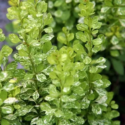 Барбарис ПАУ ВАУ тунберга  Барбарис ПАУ ВАУ тунберга в Реутове