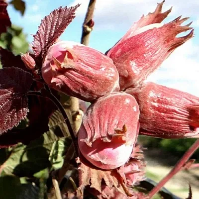 Фундук АЛЫЙ ПАРУС  Фундук АЛЫЙ ПАРУС в Реутове