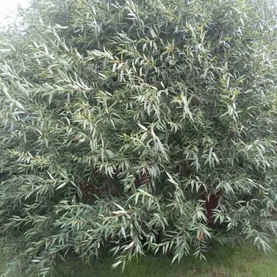 Ива СЕРЕБРИСТАЯ  Ива СЕРЕБРИСТАЯ в Реутове