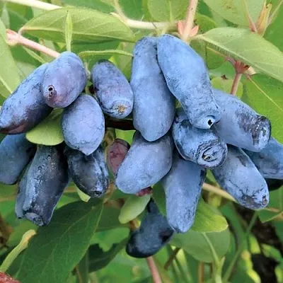 Жимолость съедобная ПАВЛОВСКАЯ в Реутове