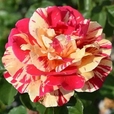 Саженцы роз ВАНИЛЛА ФРАЙЗ плетистая  Саженцы роз ВАНИЛЛА ФРАЙЗ плетистая в Реутове