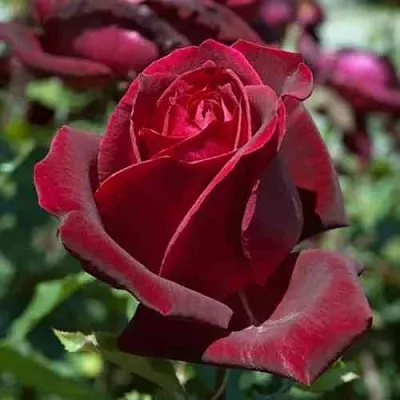 Саженцы роз ПАПА МЕЙЯН чайно-гибридная в Реутове