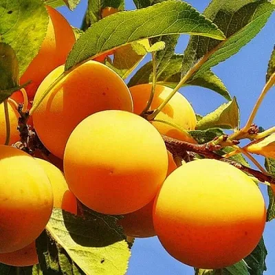 Желтая   Желтая  в Реутове