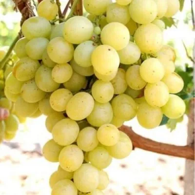 Виноград ТАЛИСМАН в Реутове