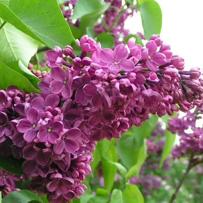 Сирень ДЕНЬ ПОБЕДЫ  Сирень ДЕНЬ ПОБЕДЫ в Реутове