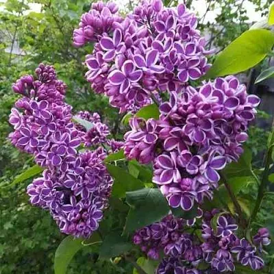 Сирень СЕНСАЦИЯ  Сирень СЕНСАЦИЯ в Реутове