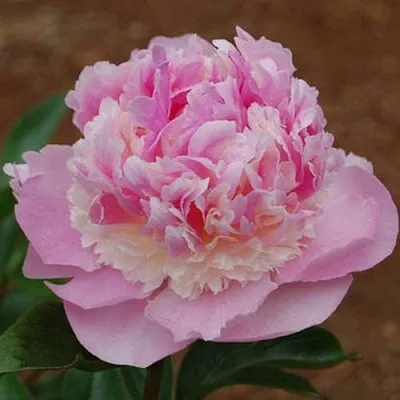 Пион ЭНДЖЕЛ ЧИКС травянистый  Пион ЭНДЖЕЛ ЧИКС травянистый в Реутове