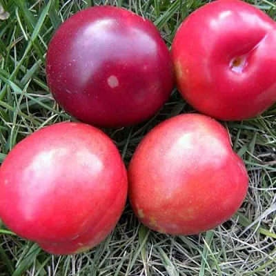 Плумкот БИРИКОККОЛО НОСТРАНО  Плумкот БИРИКОККОЛО НОСТРАНО в Реутове