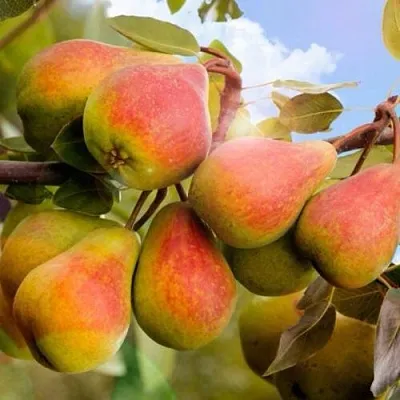 Груша ЗАБАВА  Груша ЗАБАВА в Реутове