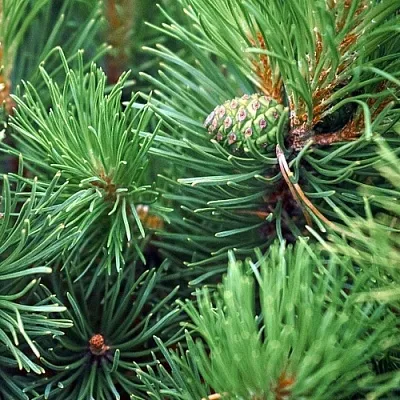 Сосна  Сосна в Реутове