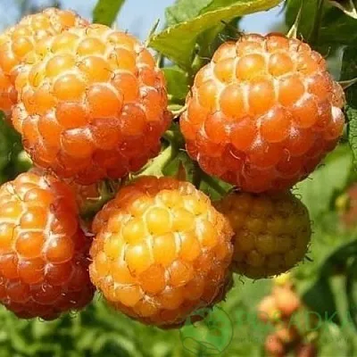 Малина КУМБЕРЛЕНД желтая  Малина КУМБЕРЛЕНД желтая в Реутове