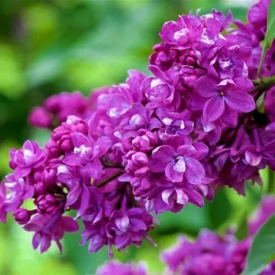 Сирень ОГНИ ДОНБАССА  Сирень ОГНИ ДОНБАССА в Реутове