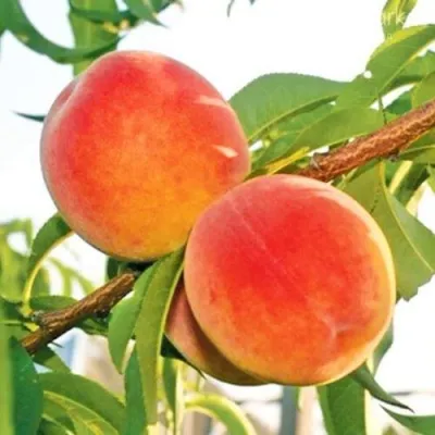 Персик ОНТАРИО в Реутове