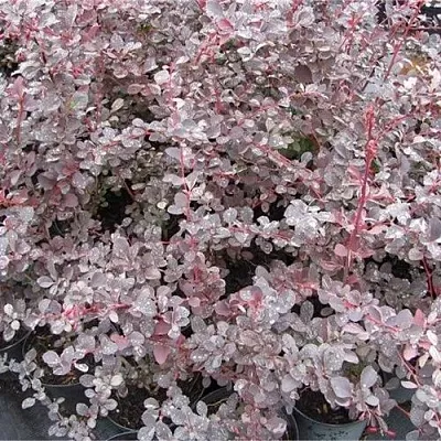 Барбарис СИЛЬВЕР МИЛЕС оттавский   Барбарис СИЛЬВЕР МИЛЕС оттавский  в Реутове