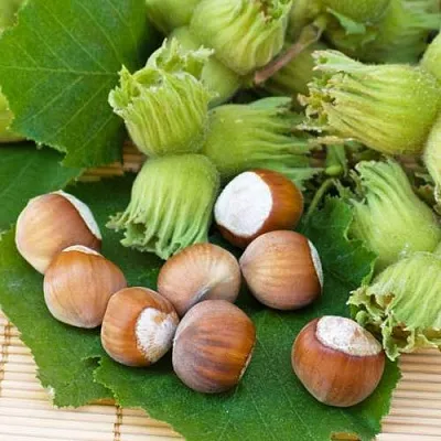 Фундук КРЕПКИЙ ОРЕШЕК  Фундук КРЕПКИЙ ОРЕШЕК в Реутове